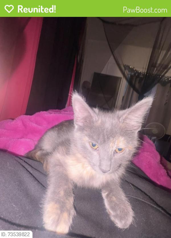 Reunited Female Cat last seen Broz bar, River Falls, WI 54022