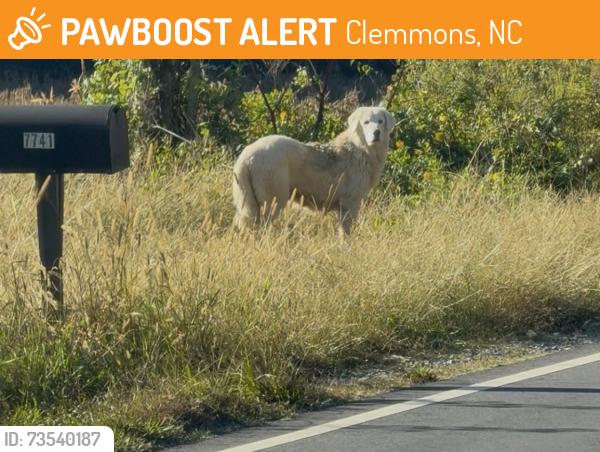 Found/Stray Unknown Dog last seen Hampton Rd., Clemmons, NC, Clemmons, NC 27012