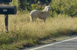 Found/Stray Unknown Dog last seen Hampton Rd., Clemmons, NC, Clemmons, NC 27012