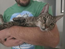 Reunited Male Cat last seen Falcon Ranch splash pad, Katy, TX 77494