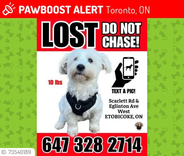 Lost Male Dog last seen Woodgate, Toronto, ON 