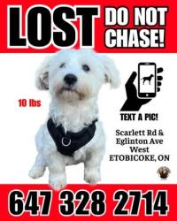 Lost Male Dog last seen Woodgate, Toronto, ON 
