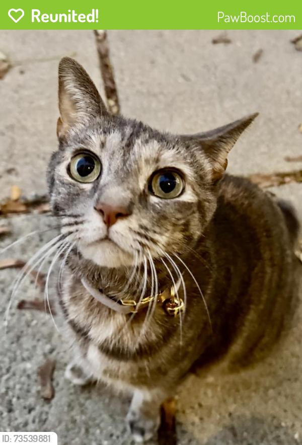 Reunited Female Cat last seen W 5TH, E St, Bowen St, Boston, MA 02127