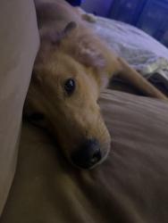 Reunited Male Dog last seen Garner High School, Garner, NC 27529