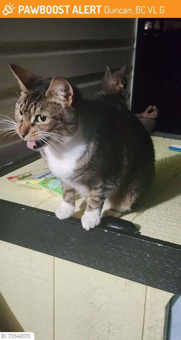 Found/Stray Female Cat last seen Gibbins Road and Upland Avenue, Duncan, BC V9L 1G6