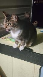Found/Stray Female Cat last seen Gibbins Road and Upland Avenue, Duncan, BC V9L 1G6