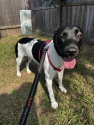 Found/Stray Female Dog last seen Found at Walgreens on Barker Cypress and Longenbaugh, Houston, TX 77095