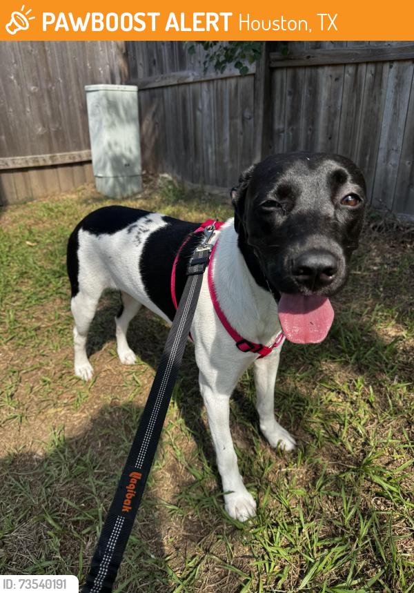 Found/Stray Female Dog last seen Found at Walgreens on Barker Cypress and Longenbaugh, Houston, TX 77095