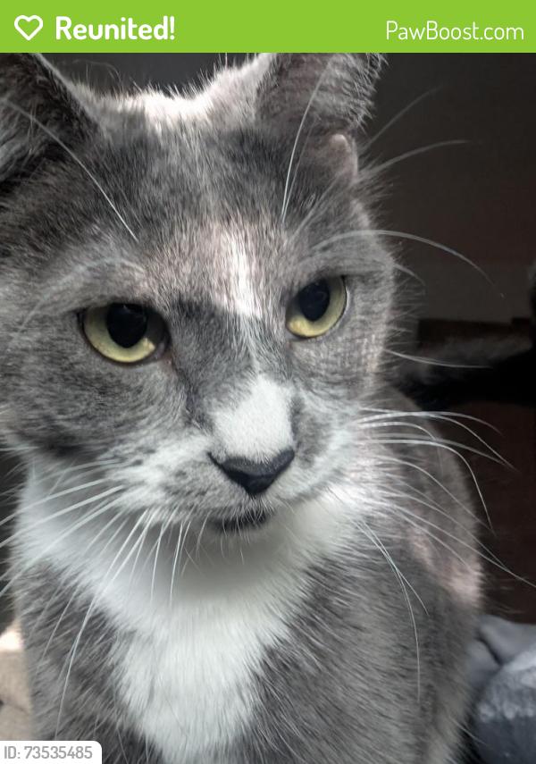 Reunited Female Cat last seen Corner of Midland and Turner, Springdale, AR 72764