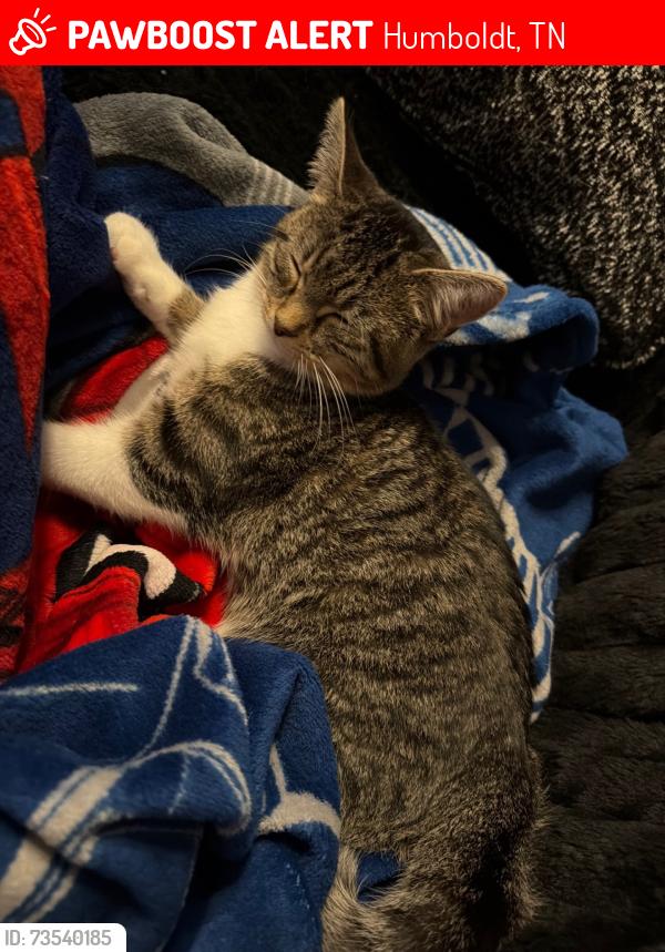 Lost Female Cat last seen Berrywood Dr, Humboldt, TN 38343