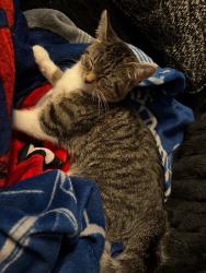 Lost Female Cat last seen Berrywood Dr, Humboldt, TN 38343