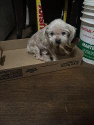 Lost Male Dog last seen Court q, Birmingham, AL 35208