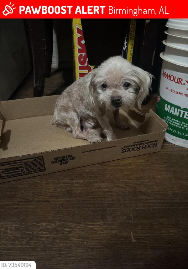 Lost Male Dog last seen Court q, Birmingham, AL 35208