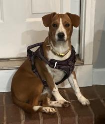 Reunited Male Dog last seen Willis Rd between Creekridge and Hawk Creek, Spartanburg, Spartanburg County, SC 29301