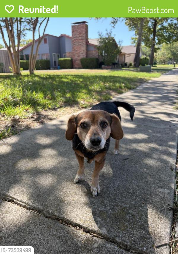 Reunited Female Dog last seen Jester & Crossbow, Garland, TX 75044