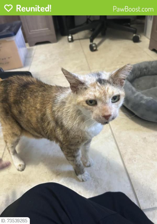 Reunited Female Cat last seen Near SW 58th Terrace and 165th Ave, Miami, FL 33193