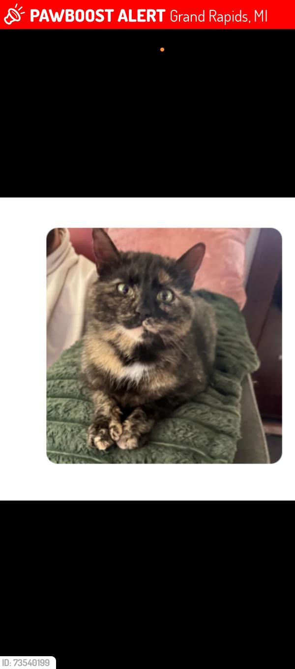 Lost Female Cat last seen Across street from Pizza Hut on Plainfeild, Grand Rapids, MI 49525