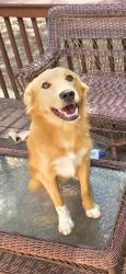 Reunited Male Dog last seen Springview trail, Garner, NC 27529