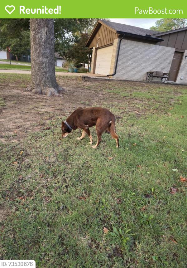 Reunited Male Dog last seen 101st and Elm Broken Arrow, Broken Arrow, OK 74011
