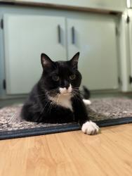 Reunited Male Cat last seen Emerson Ave and Imperial Drive, Saint Paul, MN 55118
