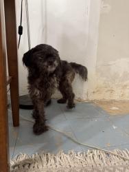 Reunited Unknown Dog last seen Hatfield and Hicks, Los Angeles, CA 90032