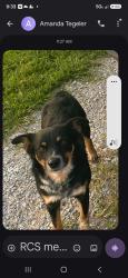 Lost Male Dog last seen Cook Rd & IN & OH Stateline Rd, Richmond, IN 47374