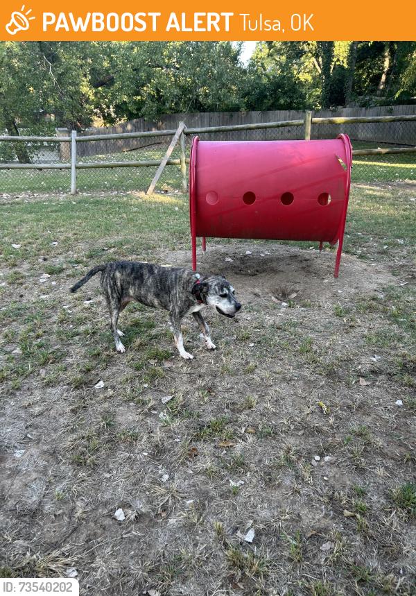 Found/Stray Female Dog last seen 51st S Harvard Ave, Tulsa, OK 74105