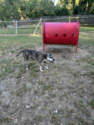 Found/Stray Female Dog last seen 51st S Harvard Ave, Tulsa, OK 74105
