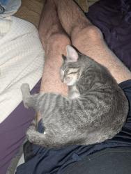Lost Female Cat last seen 80th & University, Mesa, AZ 85207