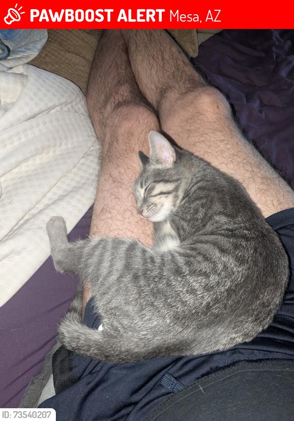 Lost Female Cat last seen 80th & University, Mesa, AZ 85207