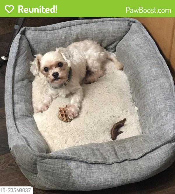 Reunited Male Dog last seen North forest, Tyler, TX 75702