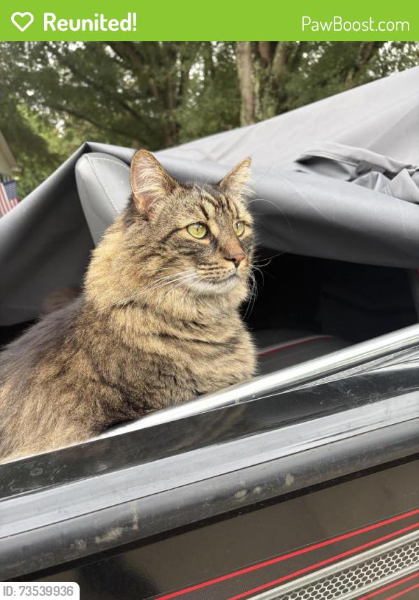Reunited Male Cat last seen Mountainside Drive and Selkirk Drive, Hickory, NC 28601