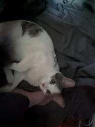 Found/Stray Male Cat last seen Riverside Park near Murdock and Waco, Wichita, KS 67203