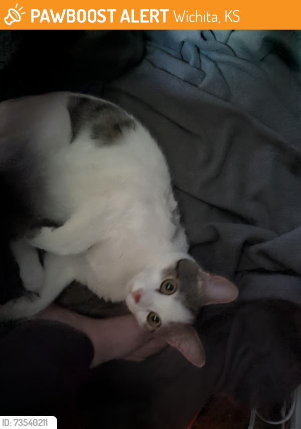 Found/Stray Male Cat last seen Riverside Park near Murdock and Waco, Wichita, KS 67203