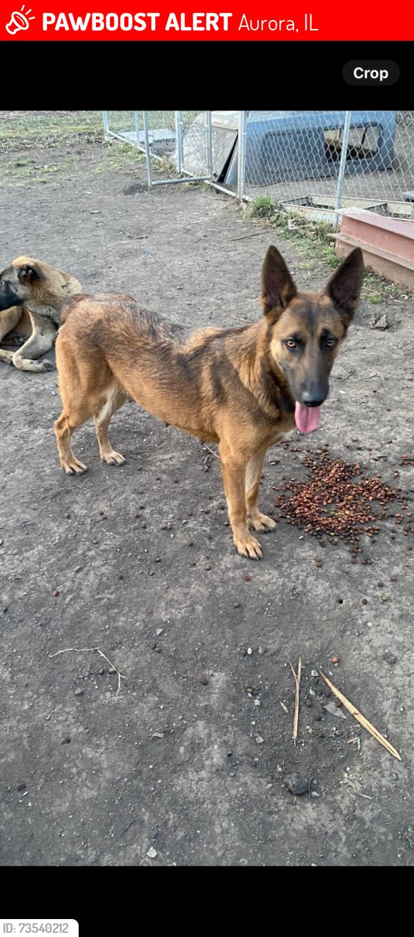 Lost Female Dog last seen Root st, Aurora, IL 60505