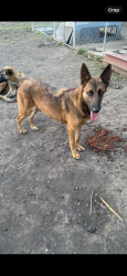 Lost Female Dog last seen Root st, Aurora, IL 60505