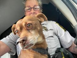 Reunited Male Dog last seen Bravo supermarket , Children health care, Webster theater ,, Hartford, CT 06103