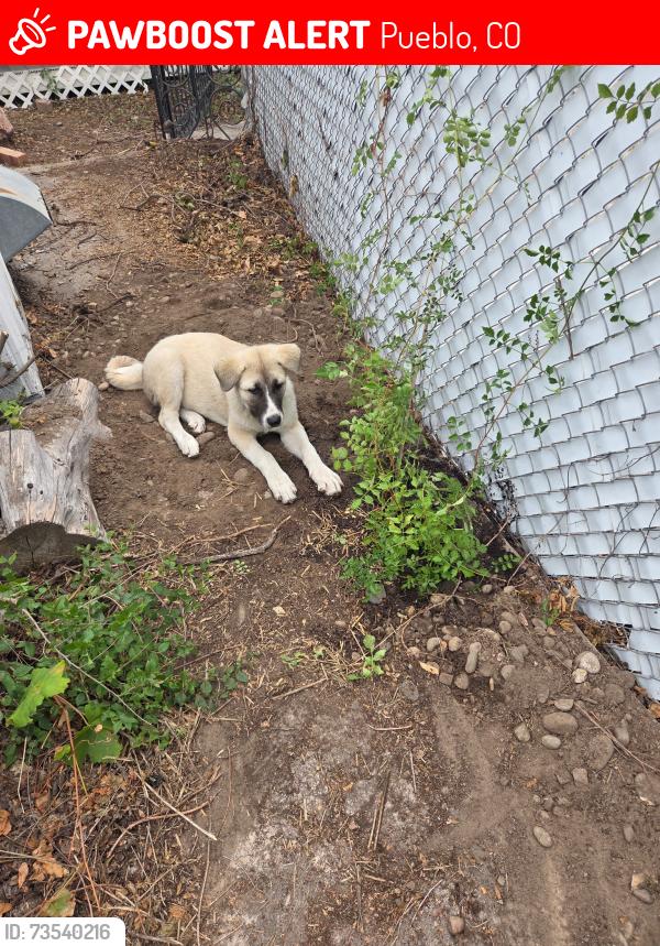 Lost Male Dog last seen Pueblo community, Pueblo, CO 81004