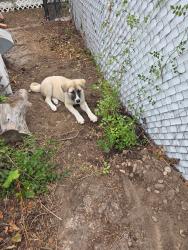 Lost Male Dog last seen Pueblo community, Pueblo, CO 81004