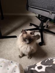 Reunited Male Cat last seen Enclaves at Mountain Vista Neighborhood, Colorado Springs, CO 80938