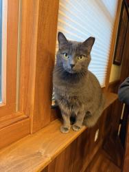 Lost Female Cat last seen Near Cushing Street Cambridge, MA 02128, Cambridge, MA 02138