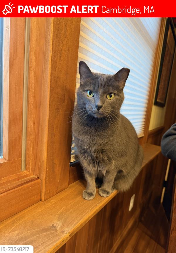 Lost Female Cat last seen Near Cushing Street Cambridge, MA 02128, Cambridge, MA 02138