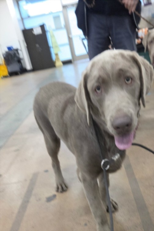 Shelter Stray Male Dog last seen , 14409 Vanowen St, Van Nuys, CA 91405, USA