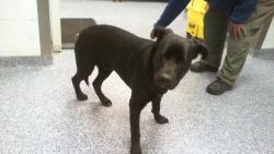 Shelter Stray Male Dog last seen CHARLOTTE, 8315 Byrum Dr, Charlotte, NC 28217, USA
