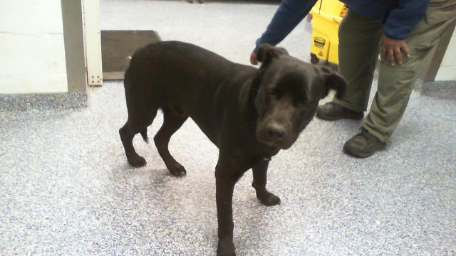 Shelter Stray Male Dog last seen CHARLOTTE, 8315 Byrum Dr, Charlotte, NC 28217, USA