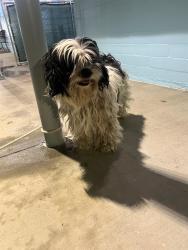 Shelter Stray Male Dog last seen , 4275 Elton St, Baldwin Park, CA 91706, USA