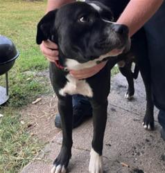 Shelter Stray Male Dog last seen Near BLOCK S HYDRAULIC AVE, WICHITA KS 67216, 3303 N Hillside St, Wichita, KS 67219, USA