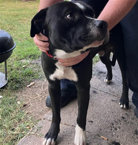 Shelter Stray Male Dog last seen Near BLOCK S HYDRAULIC AVE, WICHITA KS 67216, 3303 N Hillside St, Wichita, KS 67219, USA