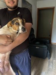 Shelter Stray Female Dog last seen Near BLOCK GILBREATH, 4950 SW Triana Blvd, Huntsville, AL 35805, USA