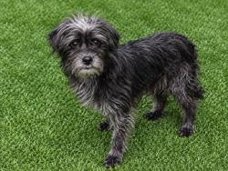 Shelter Stray Male Dog last seen , 38550 Sierra Hwy, Palmdale, CA 93550, USA